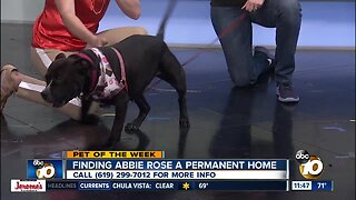 Pet of the Week: Abbie Rose