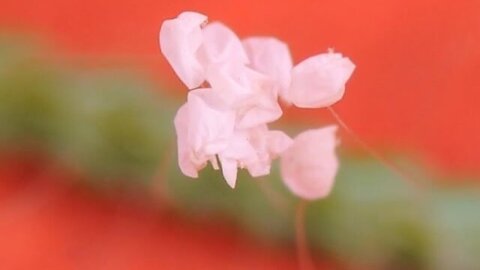 Mysterious Flower Blooms Once Every 3,000 Years