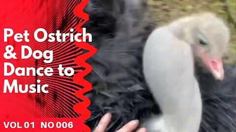 Pet Ostrich and Dog Dance to Music