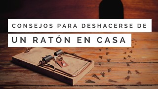 Consejos Para Deshacerse De Un Ratón En Casa