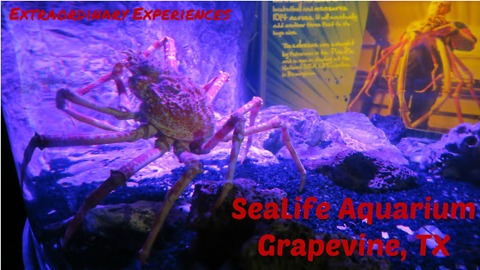 Is that thing real? | SeaLife Aquarium VLOG