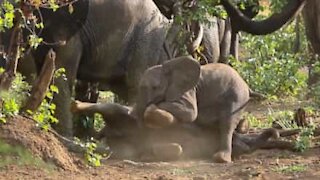 Due baby elefanti e il gioco della lotta