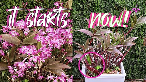 Don't WAIT🙏🏼 7 Step Guide to Rescuing Orchids | Signs & Symptoms that Show Stress #ninjaorchids