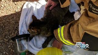 Pet cat resuscitated after Rita Ranch garage fire