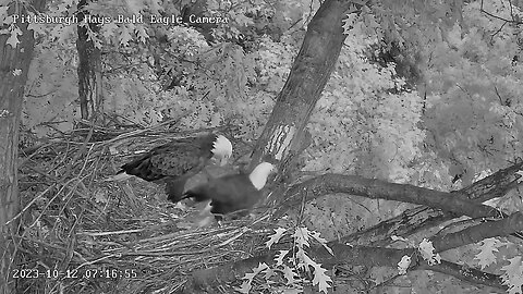 Hays Eagles Mom in, both puttering around the nest together, great size comparison! 10-12-23 7:15am