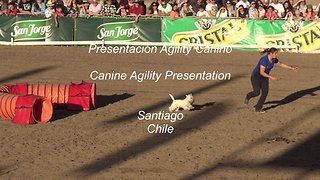 Dog Agility Presentation in Santiago, Chile