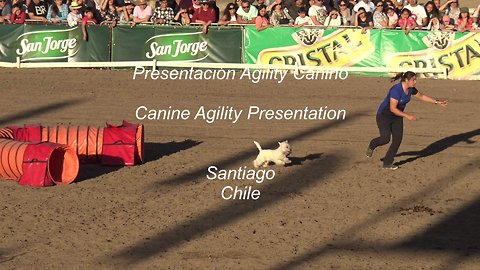 Dog Agility Presentation in Santiago, Chile