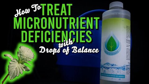 How To Treat Micronutrient Deficiencies With Drops Of Balance