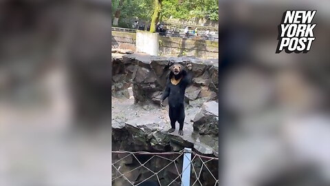 Now 'human bear' at Chinese Zoo is seen waving in new video