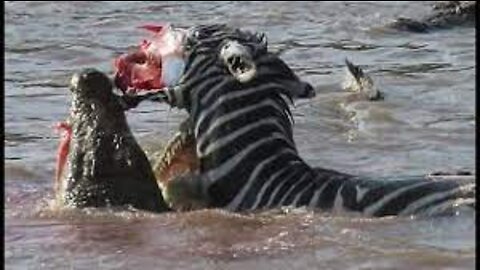 Zebra's face ripped off by crocodiles in Kenya
