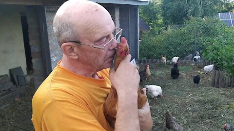 Gentle chicken in the arms of a man