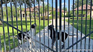 Great Danes practice their Sunday paper delivery skills