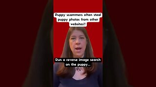 Buying a Puppy Online? Be a Scam Tracker First!🐶🐾🧐 #shorts #dog #dogs