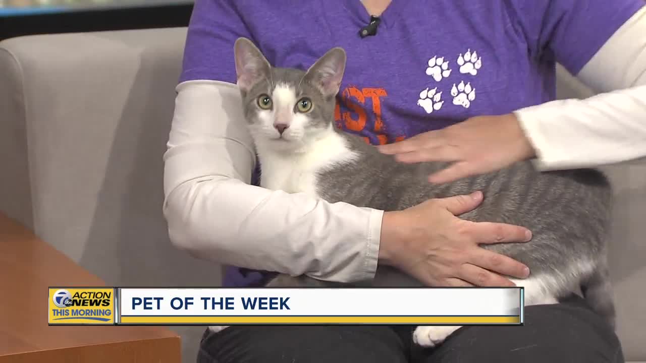 Pet of the Week - Chilly