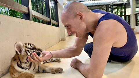 Playing with Baby Tigers at Pattaya Tiger Park Thailand