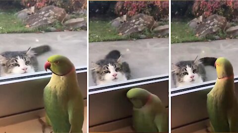 PARROT playing Peek-a-Boo with a CAT