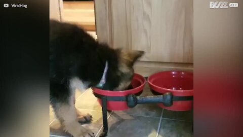 Cet adorable petit berger allemand barbote dans sa gamelle d'eau