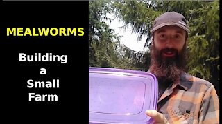 Building a Small Mealworm Farm