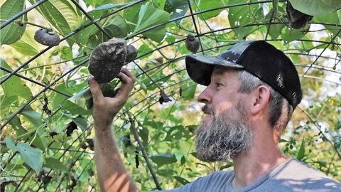 How To Ensure Your Food Forest Feeds You Fast (And Becomes Your Backyard Emergency Food Supply)
