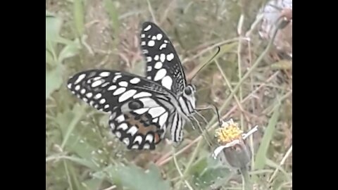 Beautiful drawing of butterflies in the wild.