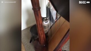 Ce chat se sert d'une harpe comme grattoir
