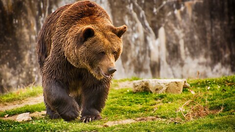 A big brown bear walks in the old forest. FULL HD