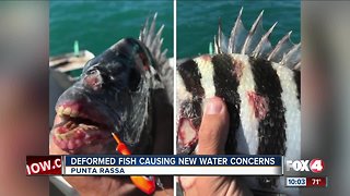 Deformed fish causing new water concerns