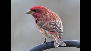 Beautiful Winter Day at the feeder.