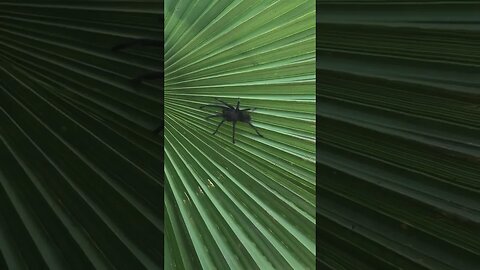 Brown Tarantula Hanging out on Palm Tree Leaf