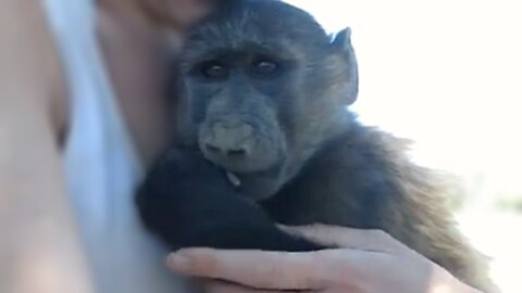 Rescued baby baboon just wants to rest but gets picked on