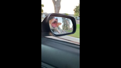 Crazy corgi hasn't figured out car rides yet!