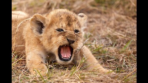 Best funny in the Zoo with Tiger , Lion