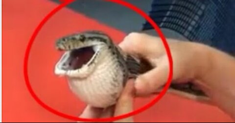 You Wouldn't Believe What This Snake Swallowed!