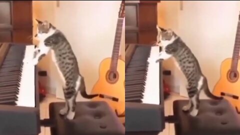 Cat has the best time playing Paino, favorite smart cat