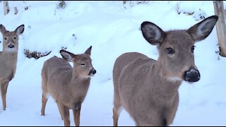 Deer Visit After Snowstorm