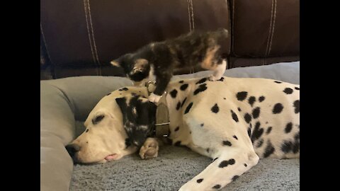 World’s most patient dog lets kitten attack him.
