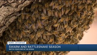Bees and rattlesnakes are out in the spring
