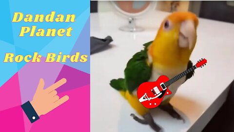 Dandan Planet - Rock Birds