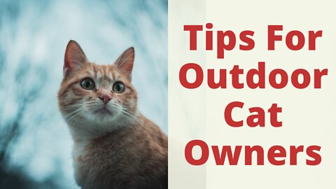 Essential Tips For Outdoor Cat Owners. Cat Outside And Housecats Outdoors: Necessary Precautions.