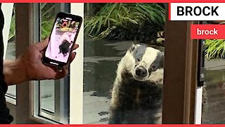 Woman feeds two generations of the same BADGER family in her garden