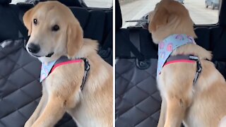 Pup wants treat from Starbucks, throws tantrum when they're too busy