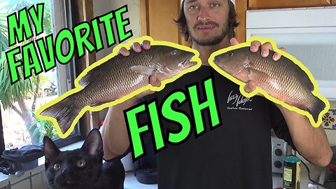 My FAVORITE Fish?! How to catch and cook