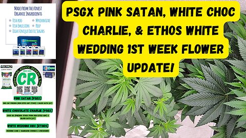 PSGX Pink Satan, White Choc Charlie, & Ethos White Wedding 1st Week Flower Medical Cannabis Update!