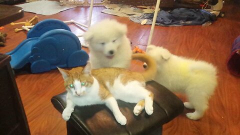 Puppies and Cat Playing