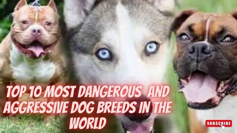 Top 10 most dangerous and aggressive dog breeds in the World 2022 - Discovery Channel