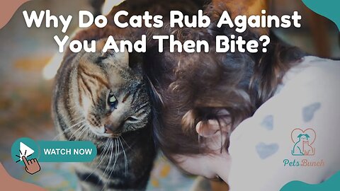 Why Do Cats Rub Against You And Then Bite?Common Reasons Explained.