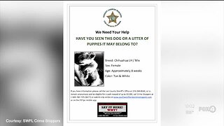 Puppy found dead in dumpster