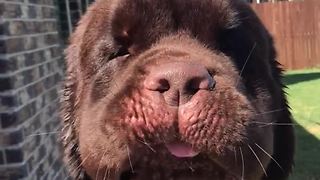 Huge Newfoundland can't get enough of the dryer!