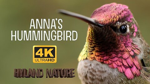 Anna's Hummingbird Macro 4k 60FPS