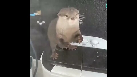Cute Funny Otter -145 #shorts #funny #Otter